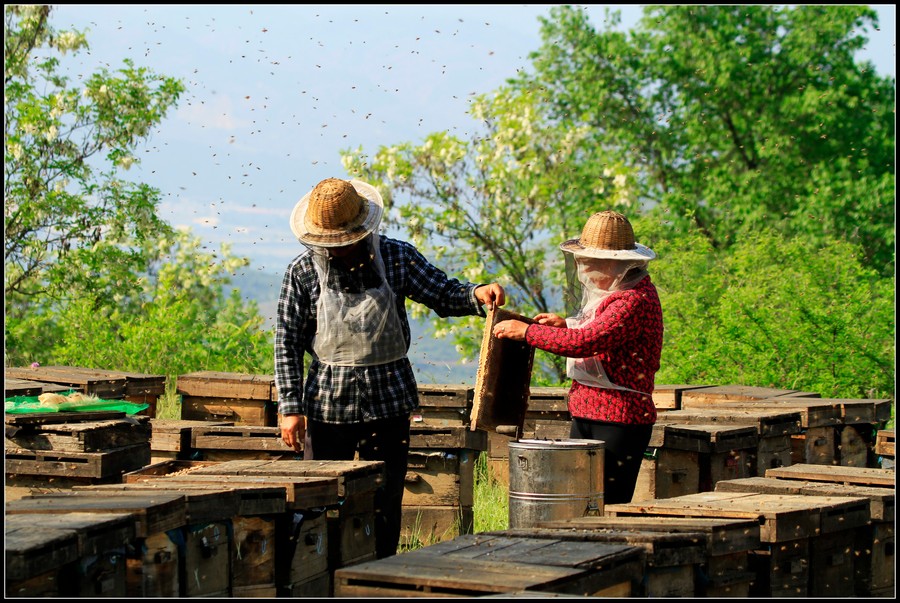 [中國] 家養蜂蜜